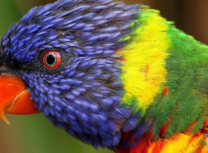 Wallpaper rainbow parrot, beautiful, colorful animals, exotic birds, Animals 269895771